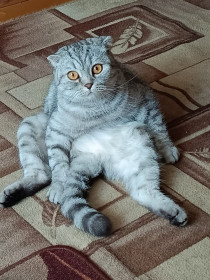 Алиска из г. Свободного