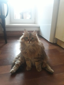 Орлан из Нерюнгри