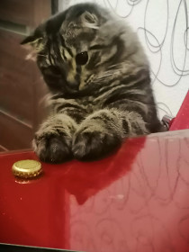 Кот Дизель, г. Тында