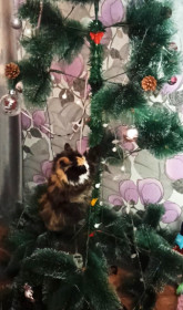 Кошка Милка из с. Костюковка