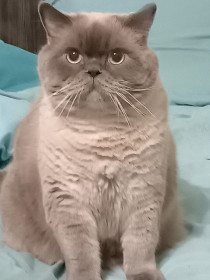 Кот Джексон, г. Свободный