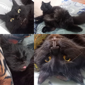 Басик из Новобурейского