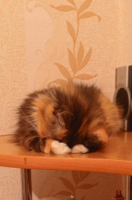 Бусильда-бабусильда (Буся) из Благовещенска