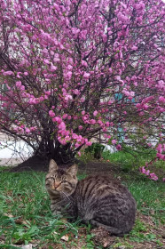 Серый из Новобурейского