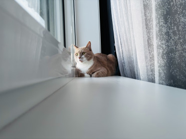 Персивальд, он же Персик из Екатеринославки