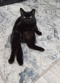 Сима из города Свободного