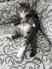 Мурзик из Благовещенска