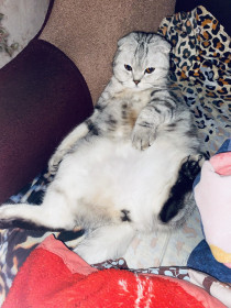 Милкис из Свободного