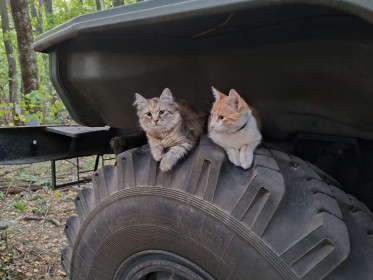 Саня и Майоровна — бойцы СВО