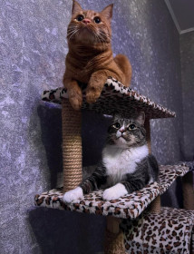 Рыжик и Кузя — жители Благовещенска