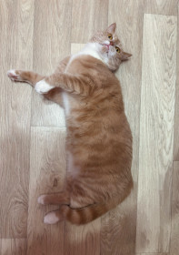 Персивальд, или Персик из Екатеринославки