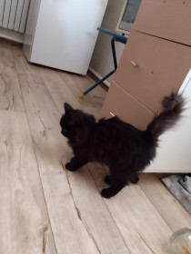 Черника из с. Желтоярово