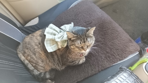 Чуча из Благовещенска