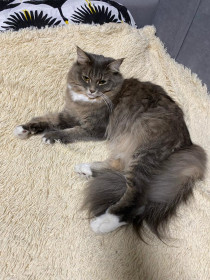 Мэйсон из Благовещенска