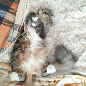 Мэйсон из Благовещенска