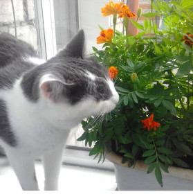 Локки, г. Белогорск