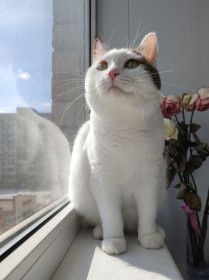 Мурка, г. Благовещенск