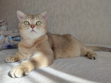 Бусинка, г Благовещенск