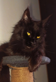 Багира из Тынды