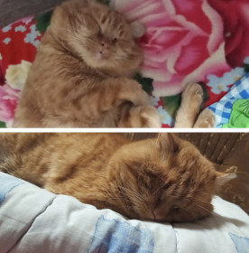 Персик из с. Желтоярово