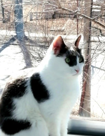 Локки, г. Белогорск