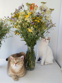 Буся и Муся, г. Благовещенск