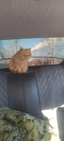 Рыжик из Райчихинска