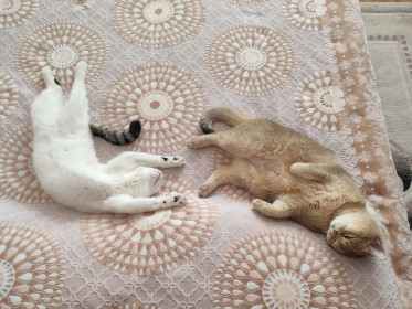 Муся и Буся, г. Благовещенск