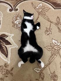 Ричард из Свободного