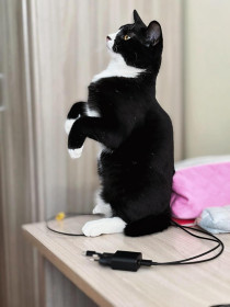 Ричард из Свободного