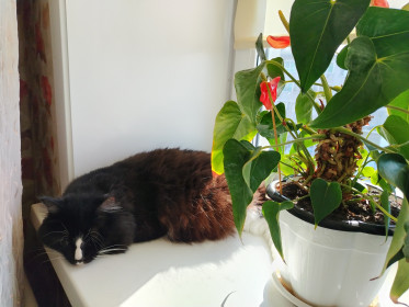 Тиша из Екатеринославки