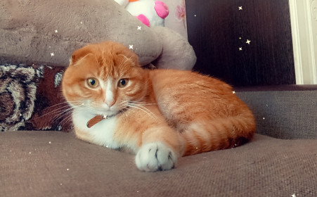 Рыжик из Соловьевска