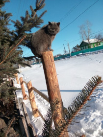 Василёк на посту из с. Жариково