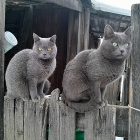 Кеша и Алмаз из Соловьевска