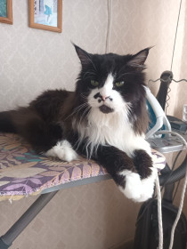 Томас из Благовещенска