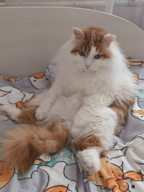 Барсик из Благовещенска