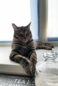 Тимон из Возжаевки