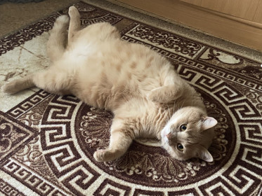 Персик из Райчихинска