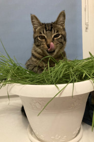 Тимон из Возжаевки