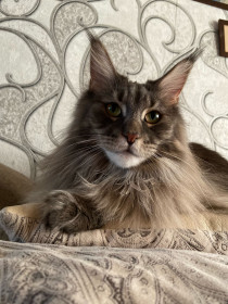 Луна из Райчихинска