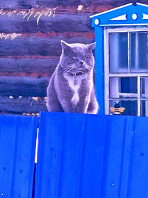 Кот Семён из Экимчана