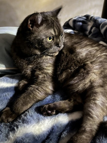 Кекс из Благовещенска