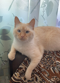 Кот Кузя из Тынды