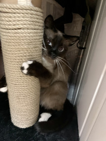 Симона из Тынды