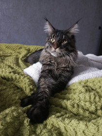 Кот Марсик, город Свободный