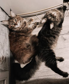 Марсик и Алиса, город Свободный