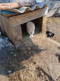 Рыжик из Свободного