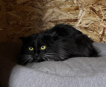 Красотка Шуня из Свободного