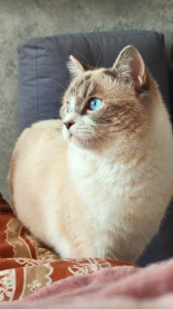 Лекс из Благовещенска