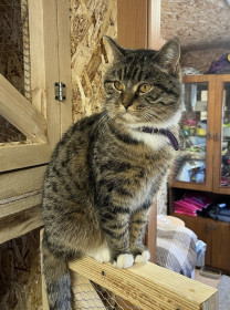 Умничка Стеша из Свободного